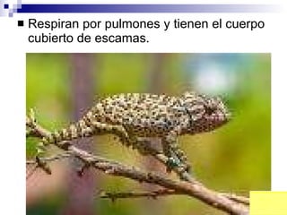 Respiran por pulmones y tienen el cuerpo cubierto de escamas. 