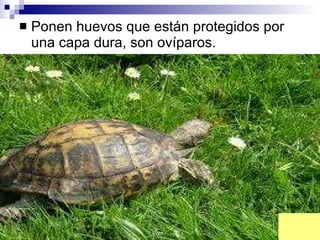Ponen huevos que están protegidos por una capa dura, son ovíparos. 