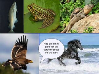 Haz clic en mi para ver las caracteristicas de las aves 