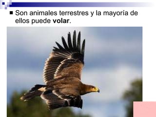 Son animales terrestres y la mayoría de ellos puede  volar . 