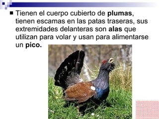 Tienen el cuerpo cubierto de  plumas , tienen escamas en las patas traseras, sus extremidades delanteras son  alas  que utilizan para volar y usan para alimentarse un  pico. 