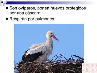 Son ovíparos, ponen huevos protegidos por una cáscara. Respiran por pulmones. 