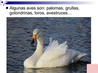 Algunas aves son: palomas, grullas, golondrinas, loros, avestruces… 