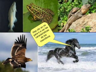 Haz clic en mi para ir a ver las características de los mamíferos 