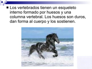 Los vertebrados tienen un esqueleto interno formado por huesos y una columna vertebral. Los huesos son duros, dan forma al cuerpo y los sostienen. 