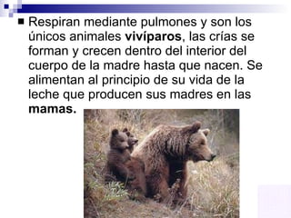 Respiran mediante pulmones y son los únicos animales  vivíparos , las crías se forman y crecen dentro del interior del cuerpo de la madre hasta que nacen. Se alimentan al principio de su vida de la leche que producen sus madres en las  mamas. 
