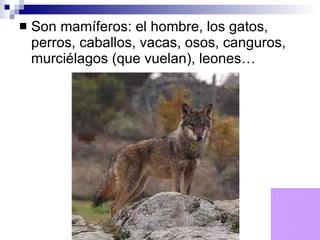 Son mamíferos: el hombre, los gatos, perros, caballos, vacas, osos, canguros, murciélagos (que vuelan), leones…   