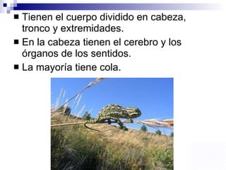 Tienen el cuerpo dividido en cabeza, tronco y extremidades.  En la cabeza tienen el cerebro y los órganos de los sentidos.  La mayoría tiene cola. 