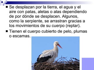 Se desplazan por la tierra, el agua y el aire con patas, aletas o alas dependiendo de por dónde se desplacen. Algunos, como la serpiente, se arrastran gracias a los movimientos de su cuerpo (reptar). Tienen el cuerpo cubierto de pelo, plumas o escamas. 
