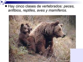 Hay cinco clases de vertebrados:  peces, anfibios, reptiles, aves y mamíferos.   