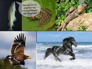 Haz clic en mi para ver las caracteristicas de los peces 