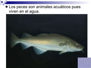 Los peces son animales acuáticos pues viven en el agua.  