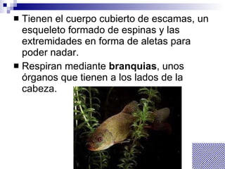 Tienen el cuerpo cubierto de escamas, un esqueleto formado de espinas y las extremidades en forma de aletas para poder nadar. Respiran mediante  branquias , unos órganos que tienen a los lados de la cabeza. 
