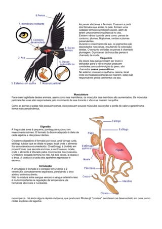 As penas são leves e flexíveis. Crescem a partir
                                                                 dos folículos que estão na pele, formam uma
                                                                 isolação térmica e protegem a pele, além de
                                                                 terem uma enorme importância no vôo.
                                                                 Existem vários tipos de pena como: penas de
                                                                 contorno, plumas, filoplumas, cerdas e plumas
                                                                 pulverulentas.
                                                                 Durante o crescimento da ave, os pigmentos são
                                                                 depositados nas penas, resultando na coloração
                                                                 destas. O conjunto de todas as penas é chamado
                                                                 plumagem. O processo de troca das penas é
                                                                 chamado de muda.
                                                                                     Esqueleto
                                                                 Os ossos das aves precisam ser leves e
                                                                 delicados para o vôo e muitos possuem
                                                                 cavidades para a diminuição do peso, são
                                                                 chamados ossos pneumáticos.
                                                                 No esterno possuem a quilha ou carena, local
                                                                 onde os músculos peitorais se inserem, estes são
                                                                 responsáveis pelos batimentos da asa.




                                                       Musculatura
Para maior agilidade destes animais, assim como nos mamíferos, os músculos dos membros são aumentados. Os músculos
peitorais das aves são responsáveis pelo movimento da asa durante o vôo e se inserem na quilha.

Como as pernas e patas não possuem penas, elas possuem poucos músculos para evitar a perda de calor e garantir uma
forma mais aerodinâmica.




                          Digestão
A língua das aves é pequena, pontiaguda e possui um
revestimento córneo. O formato do bico é adaptado à dieta de
cada espécie e não possui dentes.

O sistema digestório é formado por boca, uma faringe curta,
esôfago tubular que se dilata no papo, local onde o alimento
fica armazenado e é umedecido. O estômago é dividido em
proventrículo, que secreta enzimas, e ventrículo ou moela,
onde o alimento é triturado pelos movimentos dos músculos.
O intestino delgado termina no reto, há dois cecos, a cloaca e
o ânus. A cloaca é a saída dos aparelhos reprodutor e
excretor.

                           Circulação
A circulação é fechada e o coração tem 2 átrios e 2
ventrículos completamente separados, persistindo o arco
aórtico sistêmico direito.
Não há mistura entre sangue venoso e sangue arterial e isso
é muito importante na regulação da temperatura. As
hemácias são ovais e nucleadas.




ovovivíparos. Há ainda alguns répteis vivíparos, que produzem filhotes já "prontos", sem terem se desenvolvido em ovos, como
certas espécies de lagartos.
 