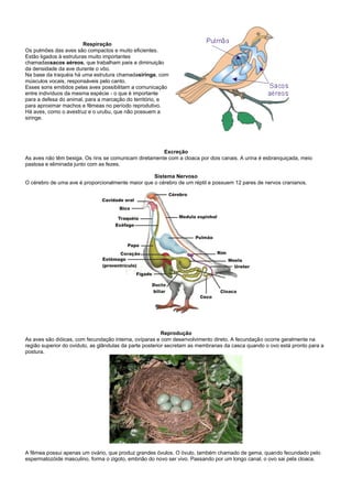 Respiração
Os pulmões das aves são compactos e muito eficientes.
Estão ligados à estruturas muito importantes
chamadassacos aéreos, que trabalham para a diminuição
da densidade da ave durante o vôo.
Na base da traquéia há uma estrutura chamadasiringe, com
músculos vocais, responsáveis pelo canto.
Esses sons emitidos pelas aves possibilitam a comunicação
entre indivíduos da mesma espécie - o que é importante
para a defesa do animal, para a marcação do território, e
para aproximar machos e fêmeas no período reprodutivo.
Há aves, como o avestruz e o urubu, que não possuem a
siringe.




                                                       Excreção
As aves não têm bexiga. Os rins se comunicam diretamente com a cloaca por dois canais. A urina é esbranquiçada, meio
pastosa e eliminada junto com as fezes.

                                                   Sistema Nervoso
O cérebro de uma ave é proporcionalmente maior que o cérebro de um réptil e possuem 12 pares de nervos cranianos.




                                                          Reprodução
As aves são dióicas, com fecundação interna, ovíparas e com desenvolvimento direto. A fecundação ocorre geralmente na
região superior do oviduto, as glândulas da parte posterior secretam as membranas da casca quando o ovo está pronto para a
postura.




A fêmea possui apenas um ovário, que produz grandes óvulos. O óvulo, também chamado de gema, quando fecundado pelo
espermatozóide masculino, forma o zigoto, embrião do novo ser vivo. Passando por um longo canal, o ovo sai pela cloaca.
 