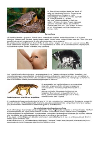 Os ovos são chocados pela fêmea, pelo macho ou
                                                          pelos dois, geralmente, em ninho. O corpo da ave
                                                          adulta sobre os ovos lhes garante o calor
                                                          necessário para desenvolver o embrião. O período
                                                          de incubação dura de 20 a 30 dias.
                                                          Nos ovos, existem substâncias (o vitelo) que
                                                          nutrem o filhote em formação. A casca é porosa e
                                                          apresenta minúsculos orifícios, que permitem a
                                                          troca de gases, mas não a saída da água do interior
                                                          do ovo, o que deixaria o embrião desidratado e o
                                                          levaria a morte.


                                                      Os mamíferos

Os mamíferos formam o grupo mais evoluído e mais conhecido dos cordados. Nesta classe incluem-se as toupeiras,
morcegos, roedores, gatos, macacos, baleias, cavalos, veados e muitos outros, o próprio homem entre eles. Todos (com raras
exceções) apresentam o corpo coberto de pêlos e têm temperatura interna constante.
Os cuidados com a prole são os mais desenvolvidos do reino animal e atingem o seu clímax com a espécie humana. São,
ainda, extremamente adaptáveis, modificando o seu comportamento de acordo com as condições do meio. Alguns grupos,
principalmente primatas, formam sociedades muito complexas.




Uma característica única dos mamíferos é a capacidade de brincar. Os jovens mamíferos aprendem quase tudo o que
necessitam saber para a sua vida adulta através de brincadeiras, onde as crias experimentam, entre si e com adultos, as
técnicas de caça, luta e acasalamento. Estas brincadeiras estabelecem frequentemente uma hierarquia que se manterá na
fase adulta, evitando conflitos potencialmente perigosos para os indivíduos.


                                                 Os antepassados dos mamíferos foram um grupo de répteis
                                                 designados terapsídeos. Estes animais eram pequenos
                                                 carnívoros ativos e viveram no período Triássico (225 M.a.
                                                 atrás).
                                                 Além de importantes diferenças a nível do crânio, os
                                                 terapsídeos desenvolveram um esqueleto mais leve e
                                                 flexível, com os membros alinhados por baixo do corpo,
                                                 tornando-os mais ágeis e rápidos.
Desenho de como teria sido um terapsídeos.

A transição de réptil para mamífero terminou há cerca de 195 M.a., coincidindo com a ascensão dos dinossauros, ameaçando
os recém-formados mamíferos de extinção. No entanto, a sua capacidade de controlar a temperatura interna talvez explique
porque os mamíferos sobreviveram ao arrefecimento global do fim do Mesozóico.

                                       As principais características dos mamíferos
A pele é formada por duas camadas principais: epiderme e derme. As glândulas localizadas na derme (sebáceas – lubrificam
e impermeabilizam o pêlo e produzem substâncias odoríferas usadas na comunicação entre os animais, sudoríparas –
auxiliam a regulação da temperatura e a excreção de sais, e mamárias – geralmente mais numerosas que o número médio de
crias por ninhada) são um dos aspectos mais marcantes do revestimento dos mamíferos.
O cão, o gato e o rato não possuem glândulas sudoríparas. A respiração ofegante do cão e as lambidas que o gato dá em si
mesmo ajudam a resfriar o corpo.
Abaixo da derme, com os vasos sanguíneos que alimentam a epiderme e nervos sensoriais, existe uma camada de gordura
subcutânea mais ou menos espessa, dependendo do habitat do animal.
 
