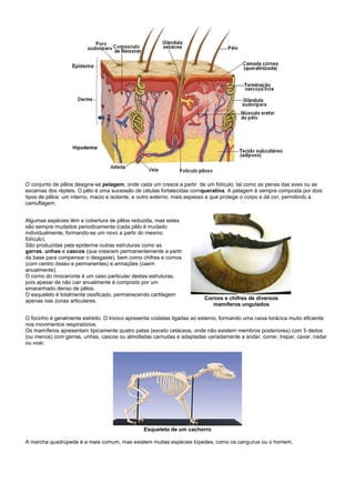 O conjunto de pêlos designa-se pelagem, onde cada um cresce a partir de um folículo, tal como as penas das aves ou as
escamas dos répteis. O pêlo é uma sucessão de células fortalecidas comqueratina. A pelagem é sempre composta por dois
tipos de pêlos: um interno, macio e isolante, e outro externo, mais espesso e que protege o corpo e dá cor, permitindo a
camuflagem.


Algumas espécies têm a cobertura de pêlos reduzida, mas estes
são sempre mudados periodicamente (cada pêlo é mudado
individualmente, formando-se um novo a partir do mesmo
folículo).
São produzidas pela epiderme outras estruturas como as
garras, unhas e cascos (que crescem permanentemente a partir
da base para compensar o desgaste), bem como chifres e cornos
(com centro ósseo e permanentes) e armações (caem
anualmente).
O corno do rinoceronte é um caso particular destas estruturas,
pois apesar de não cair anualmente é composto por um
emaranhado denso de pêlos.
O esqueleto é totalmente ossificado, permanecendo cartilagem
apenas nas zonas articulares.                                            Cornos e chifres de diversos
                                                                            mamíferos ungulados

O focinho é geralmente estreito. O tronco apresenta costelas ligadas ao esterno, formando uma caixa torácica muito eficiente
nos movimentos respiratórios.
Os mamíferos apresentam tipicamente quatro patas (exceto cetáceos, onde não existem membros posteriores) com 5 dedos
(ou menos) com garras, unhas, cascos ou almofadas carnudas e adaptadas variadamente a andar, correr, trepar, cavar, nadar
ou voar.




                                                Esqueleto de um cachorro

A marcha quadrúpede é a mais comum, mas existem muitas espécies bípedes, como os cangurus ou o homem.
 