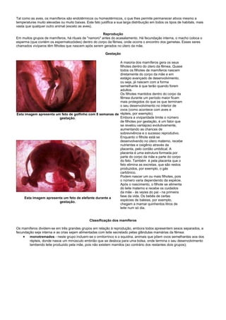 Tal como as aves, os mamíferos são endotérmicos ou homeotérmicos, o que lhes permite permanecer ativos mesmo a
temperaturas muito elevadas ou muito baixas. Este fato justifica a sua larga distribuição em todos os tipos de habitats, mais
vasta que qualquer outro animal (exceto as aves).

                                                       Reprodução
Em muitos grupos de mamíferos, há rituais de "namoro" antes do acasalamento. Há fecundação interna, o macho coloca o
esperma (que contém os espermatozóides) dentro do corpo da fêmea, onde ocorre o encontro dos gametas. Esses seres
chamados vivíparos têm filhotes que nascem após serem gerados no útero da mãe.

                                                           Gestação

                                                           A maioria dos mamíferos gera os seus
                                                           filhotes dentro do útero da fêmea. Quase
                                                           todos os filhotes de mamíferos nascem
                                                           diretamente do corpo da mãe e em
                                                           estágio avançado de desenvolvimento,
                                                           ou seja, já nascem com a forma
                                                           semelhante à que terão quando forem
                                                           adultos.
                                                           Os filhotes mantidos dentro do corpo da
                                                           fêmea durante um período maior ficam
                                                           mais protegidos do que os que terminam
                                                           o seu desenvolvimento no interior de
                                                           ovos (como acontece com aves e
Esta imagem apresenta um feto de golfinho com 8 semanas de répteis, por exemplo).
                        gestação.                          Embora a viviparidade limite o número
                                                           de filhotes por gestação, é um fator que
                                                           se revelou vantajoso evolutivamente,
                                                           aumentando as chances de
                                                           sobrevivência e o sucesso reprodutivo.
                                                           Enquanto o filhote está se
                                                           desenvolvendo no útero materno, recebe
                                                           nutrientes e oxigênio através da
                                                           placenta, pelo cordão umbilical. A
                                                           placenta é uma estrutura formada por
                                                           parte do corpo da mãe e parte do corpo
                                                           do feto. Também é pela placenta que o
                                                           feto elimina as excretas, que são restos
                                                           produzidos, por exemplo, o gás
                                                           carbônico.
                                                           Podem nascer um ou mais filhotes, pois
                                                           o número varia dependendo da espécie.
                                                           Após o nascimento, o filhote se alimenta
                                                           do leite materno e recebe os cuidados
                                                           da mãe - às vezes do pai - na primeira
                                                           fase da vida. Os bebês de certas
     Esta imagem apresenta um feto de elefante durante a
                                                           espécies de baleias, por exemplo,
                        gestação.
                                                           chegam a mamar quinhentos litros de
                                                           leite num só dia.


                                                Classificação dos mamíferos

Os mamíferos dividem-se em três grandes grupos em relação à reprodução, embora todos apresentem sexos separados, a
fecundação seja interna e as crias sejam alimentadas com leite secretado pelas glândulas mamárias da fêmea:
     monotremados - neste grupo incluem-se o ornitorrinco e o equidna, animais que põem ovos semelhantes aos dos
        répteis, donde nasce um minúsculo embrião que se desloca para uma bolsa, onde termina o seu desenvolvimento
        lambendo leite produzido pela mãe, pois não existem mamilos (ao contrário dos restantes dois grupos);
 