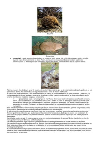 Equidna




                                                       Ornitorrinco
       marsupiais - neste grupo, onde se incluem os cangurus, entre outros, não existe placenta para nutrir o embrião
        durante o seu desenvolvimento no útero. Assim, ao nascer, os marsupiais não se encontram totalmente
        desenvolvidos. As fêmeas possuem um sistema reprodutor "duplo", com dois úteros e duas vaginas laterais.




As crias nascem através de um canal de nascimento central independente, que se forma antes de cada parto, podendo ou não
permanecer aberto. Por esse motivo, em algumas espécies o pênis do macho é bifurcado.
A maioria das espécies termina o seu desenvolvimento no interior de uma bolsa externa no corpo da fêmea - marsúpio. Em
muitas espécies as fêmeas acasalam novamente durante a gravidez, mas o embrião apenas se desenvolverá após a cria
anterior abandonar o marsúpio - diapausa embrionária;
                  placentários - este é o maior grupo de mamíferos, dominando totalmente a classe e os habitats terrestres
          atuais. Os ovos amnióticos são geralmente minúsculos e retidos no útero da fêmea para o desenvolvimento, com a
          ajuda de uma placenta que fornece fixação e nutrientes (oxigênio e alimentos). Em sentido contrário passam as
          excreções do embrião. Ao nascer, os placentários encontram-se num estado de desenvolvimento superior ao dos
          marsupiais.
Este método reprodutivo, embora implique a produção de um menor número de descendentes, permite um grande sucesso
pois aumenta grandemente as probabilidades de sobrevivência dos descendentes.
O leite produzido pelas fêmeas de mamífero é muito rico em gorduras e proteínas, o que o torna altamente nutritivo, mas
fornece igualmente anticorpos que ajudam o juvenil a desenvolver-se saudável. Dado que os jovens não necessitam de
procurar o seu próprio alimento nas primeiras semanas, permite um início de vida mais seguro que nos outros grupos de
vertebrados.
As ninhadas podem ter até 20 crias ou apenas uma, com períodos de gestação de apenas 12 dias (bandicute, um tipo de
marsupial omnívoro) até 22 meses (elefante africano).
Os machos apresentam órgão copulador (pênis) e os testículos estão geralmente num escroto externo ao abdômen.
Os mamíferos comunicam ativamente entre si, seja por meio de odores produzidos pelas glândulas odoríferas (localizadas na
face, patas ou virilhas), urina ou fezes, ou por posições do corpo, expressões faciais, tacto e ruído, que podem formar
mensagens complexas.
A socialização tem início logo após o nascimento através de sinais entre progenitores e crias, continuando na juventude com a
interação entre crias (brincadeiras). Algumas espécies apenas interagem para acasalar, mas a grande maioria forma grupos,
permanentes ou temporários.
 