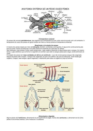 A temperatura corporal
Os peixes são animais pecilotérmicos. Isso significa que a temperatura do seu corpo varia de acordo com a do ambiente. A
temperatura do corpo dos peixes em geral mantém-se mais ou menos próxima à temperatura ambiental.

                                            Respiração e circulação de sangue
A maioria dos peixes respira por meio de brânquias, também conhecidas como guelras. A água entra continuamente pela
boca do peixe, banha as brânquias e sai pelas aberturas existentes de cada lado da cabeça.
Nas brânquias, onde existem muitos vasos sanguíneos, o gás oxigênio dissolvido na água passa para o sangue. Ao mesmo
tempo, o gás carbônico que se forma no organismo do animal e que está no sangue passa para a água, sendo eliminado do
corpo.
O coração dos peixes tem duas cavidades um átrio e um ventrículo - e por ele circula apenas sangue não-oxigenado.
Depois de passar pelo coração, o sangue não oxigenado vai para uma artéria e dai para as brânquias, onde recebe gás
oxigênio. A seguir, esse sangue, agora oxigenado, é distribuído para todos os órgãos do corpo do animal.




                                                 Alimentação e digestão
Alguns peixes são herbívoros, alimentando-se principalmente de algas. Outros são carnívoros, e alimentam-se de outros
peixes e de animais diversos, como moluscos e crustáceos.
 