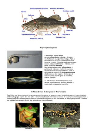 Reprodução dos peixes




                                                         A maioria dos peixes ósseos
                                                         apresentafecundação externa: a fêmea e o
                                                         macho liberam seus gametas na água. Após a
                                                         fecundação do óvulo por um espermatozóide,
                                                         forma-se o zigoto. Em muitas espécies de peixes
                                                         ósseos, o desenvolvimento é indireto, com
                                                         larvas chamadas alevinos.
                                                         Nos peixes cartilaginosos, a fecundação é
                                                         geralmente interna: o macho introduz seus
                                                         espermatozóides no corpo da fêmea, onde os
                                                         óvulos são fecundados. O desenvolvimento é
                                                         direto: os ovos dão origem a filhotes que já
                                                         nascem com o aspecto geral de um adulto,
                                                         apenas menores.

                                                         Ao lado: O peixe Paulistinha na fase larval
                                                         (acima) e na fase adulta (ao lado); espécie é
                                                         muito usada em pesquisa biomédica




                                     Anfíbios: O início da Conquista do Meio Terrestre

Os anfíbios não são encontrados no ambiente marinho, apenas na água doce e em ambiente terrestre. O nome do grupo,
anfíbios (do grego, amphi - dos dois lados + bios = vida), foi dado em razão da maioria de seus representantes possuírem a
fase larval aquática e de respiração branquial (lembre-se dos girinos) e uma fase adulta, de respiração pulmonar e cutânea,
que habita o meio terrestre úmido. São heterotermos, como os peixes.




                            Perereca                                          Salamandra
 