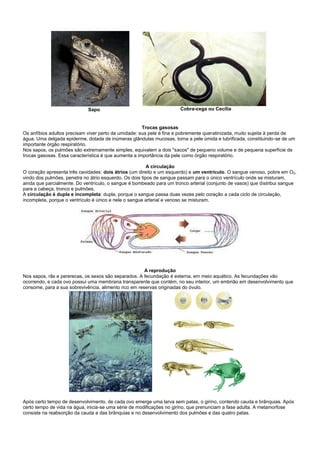 Sapo                                     Cobra-cega ou Cecília


                                                      Trocas gasosas
Os anfíbios adultos precisam viver perto da umidade: sua pele é fina e pobremente queratinizada, muito sujeita à perda de
água. Uma delgada epiderme, dotada de inúmeras glândulas mucosas, torna a pele úmida e lubrificada, constituindo-se de um
importante órgão respiratório.
Nos sapos, os pulmões são extremamente simples, equivalem a dois "sacos" de pequeno volume e de pequena superfície de
trocas gasosas. Essa característica é que aumenta a importância da pele como órgão respiratório.

                                                         A circulação
O coração apresenta três cavidades: dois átrios (um direito e um esquerdo) e um ventrículo. O sangue venoso, pobre em O2,
vindo dos pulmões, penetra no átrio esquerdo. Os dois tipos de sangue passam para o único ventrículo onde se misturam,
ainda que parcialmente. Do ventrículo, o sangue é bombeado para um tronco arterial (conjunto de vasos) que distribui sangue
para a cabeça, tronco e pulmões.
A circulação é dupla e incompleta: dupla, porque o sangue passa duas vezes pelo coração a cada ciclo de circulação,
incompleta, porque o ventrículo é único e nele o sangue arterial e venoso se misturam.




                                                       A reprodução
Nos sapos, rãs e pererecas, os sexos são separados. A fecundação é externa, em meio aquático. As fecundações vão
ocorrendo, e cada ovo possui uma membrana transparente que contém, no seu interior, um embrião em desenvolvimento que
consome, para a sua sobrevivência, alimento rico em reservas originadas do óvulo.




Após certo tempo de desenvolvimento, de cada ovo emerge uma larva sem patas, o girino, contendo cauda e brânquias. Após
certo tempo de vida na água, inicia-se uma série de modificações no girino, que prenunciam a fase adulta. A metamorfose
consiste na reabsorção da cauda e das brânquias e no desenvolvimento dos pulmões e das quatro patas.
 
