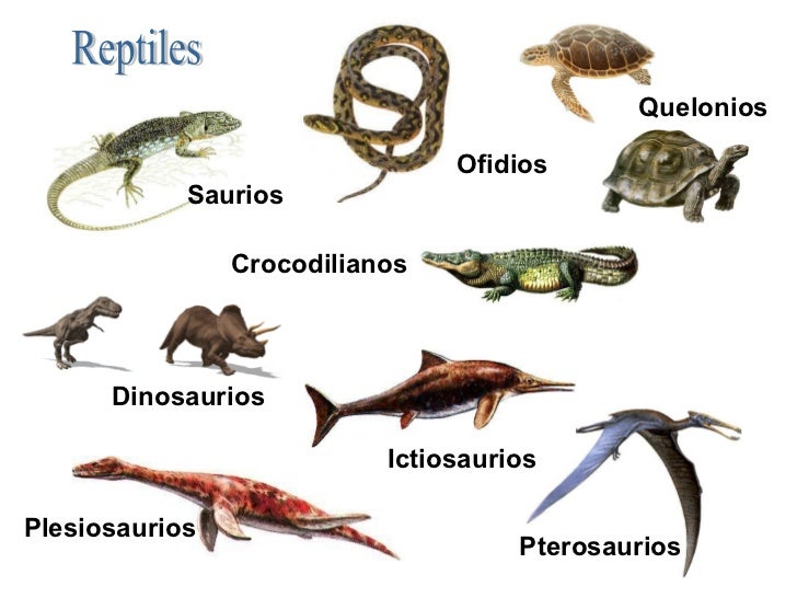 Vertebrados