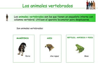 Los animales vertebrados Los  animales vertebrados  son los que tienen un esqueleto interno con columna vertebral. Utilizan el aparato locomotor para desplazarse. Son animales vertebrados: MAMÍFEROS Perro Ave rapaz  AVES REPTILES, ANFIBIOS Y PECES Rana 