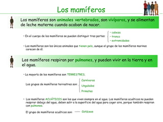 Los mamíferos Los mamíferos son  animales vertebrados , son  vivíparos , y se alimentan de leche materna cuando acaban de nacer. En el cuerpo de los mamíferos se pueden distinguir tres partes: Los mamíferos son los únicos animales que  tienen pelo , aunque el grupo de los mamíferos marinos carecen de él. Los mamíferos respiran por  pulmones , y pueden vivir en la tierra y en el agua. La mayoría de los mamíferos son  TERRESTRES .  Los grupos de mamíferos terrestres son: Los mamíferos  ACUÁTICOS  son los que viven siempre en el agua. Los mamíferos acuáticos no pueden respirar debajo del agua, deben salir a la superficie del agua para coger aire, porque también respiran  con  pulmones . El grupo de mamíferos acuáticos son: Carnívoros Ungulados Primates Cetáceos cabeza tronco extremidades 