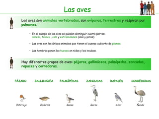 Las aves Los aves son  animales vertebrados , son  ovíparos ,  terrestres  y respiran por  pulmones . En el cuerpo de las aves se pueden distinguir cuatro partes: cabeza ,  tronco  ,  cola  y  extremidades  (alas y patas). Las aves son los únicos animales que tienen el cuerpo cubierto de  plumas . Hay diferentes grupos de aves:  pájaros ,  gallináceas ,  palmípedas ,  zancudas ,  rapaces  y  corredoras . Las hembras ponen los  huevos  en nidos y los incuban. PÁJARO Petirrojo GALLINÁCEA Codorniz PALMÍPEDAS Ganso ZANCUDAS Garza RAPACES Azor CORREDORAS Ñandú 