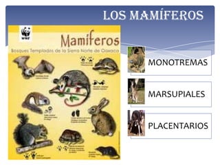 Los mamíferos


     MONOTREMAS


     MARSUPIALES


     PLACENTARIOS
 