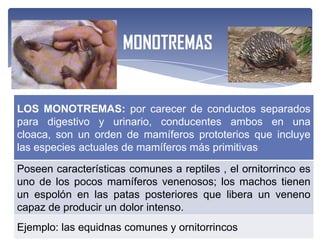 MONOTREMAS


LOS MONOTREMAS: por carecer de conductos separados
para digestivo y urinario, conducentes ambos en una cloaca,
son un orden de mamíferos prototerios que incluye las
especies actuales de mamíferos más primitivas

Poseen características comunes a reptiles , el ornitorrinco es
uno de los pocos mamíferos venenosos; los machos tienen
un espolón en las patas posteriores que libera un veneno
capaz de producir un dolor intenso.
Ejemplo: las equidnas comunes y ornitorrincos
 