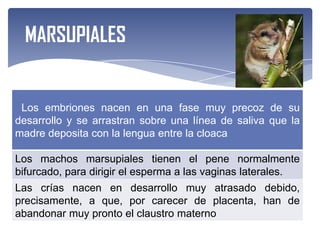 MARSUPIALES


 Los embriones nacen en una fase muy precoz de su
desarrollo y se arrastran sobre una línea de saliva que la
madre deposita con la lengua entre la cloaca

Los machos marsupiales tienen el pene normalmente
bifurcado, para dirigir el esperma a las vaginas laterales.
Las crías nacen en desarrollo muy atrasado debido,
precisamente, a que, por carecer de placenta, han de
abandonar muy pronto el claustro materno
 