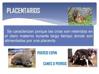 PLACENTARIOS

 Se caracterizan porque las crías son retenidas en
el útero materno durante largo tiempo donde son
alimentadas por una placenta


                  PUERCO ESPIN

                     CANES O PERROS
 