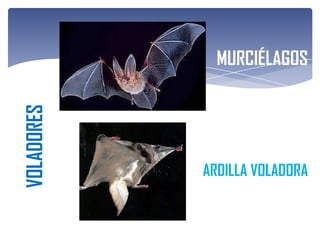 MURCIÉLAGOS
VOLADORES




            ARDILLA VOLADORA
 