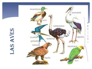 Las Aves
 
