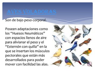 Aves voladoras
Son de bajo peso corporal.

Poseen adaptaciones como
los “Huesos Neumáticos”
con espacios llenos de aire
para alivianar el peso y el
“Esternón con quilla” en la
que se insertan los músculos
pectorales que están más
desarrollados para poder
mover con facilidad las alas.
 