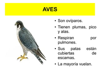 AVES
   ●   Son ovíparos.
   ●   Tienen plumas, pico
       y alas.
   ●   Respiran          por
       pulmones.
   ●   Sus patas       están
       cubiertas          de
       escamas.
   ●   La mayoría vuelan.
 