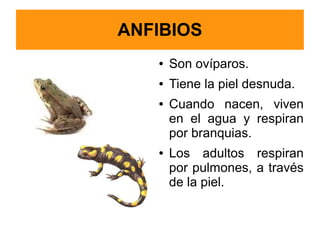 ANFIBIOS
   ●   Son ovíparos.
   ●   Tiene la piel desnuda.
   ●   Cuando nacen, viven
       en el agua y respiran
       por branquias.
   ●   Los adultos respiran
       por pulmones, a través
       de la piel.
 