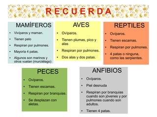 RECUERDA
     MAMÍFEROS                             AVES                        REPTILES
●
    Vivíparos y maman.           ●   Ovíparos.                   ●   Ovíparos.
●   Tienen pelo                  ●   Tienen plumas, pico y       ●   Tienen escamas.
●   Respiran por pulmones.           alas
                                                                 ●   Respiran por pulmones.
●   Mayoría 4 patas.
                                 ●   Respiran por pulmones.
                                                                 ●   4 patas o ninguna,
●   Algunos son marinos y        ●   Dos alas y dos patas.           como las serpientes.
    otros vuelan (murciélago)


                   PECES                                ANFIBIOS
          ●   Ovíparos.
                                                 ●   Ovíparos.

          ●   Tienen escamas.
                                                 ●   Piel desnuda

          ●   Respiran por branquias.
                                                 ●   Respiran por branquias
                                                     cuando son jóvenes y por
          ●   Se desplazan con                       pulmones cuando son
              aletas.                                adultos.
                                                 ●   Tienen 4 patas.
 