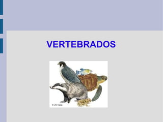 VERTEBRADOS
 