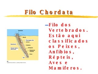 Filo Chordata Filo dos Vertebrados. Estão aqui classificados os Peixes, Anfíbios, Répteis, Aves e Mamíferos.   