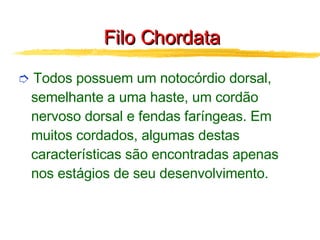 Filo Chordata Todos possuem um notocórdio dorsal, semelhante a uma haste, um cordão nervoso dorsal e fendas faríngeas. Em muitos cordados, algumas destas características são encontradas apenas nos estágios de seu desenvolvimento. 