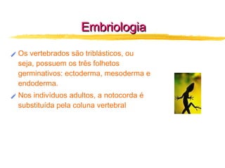 Embriologia Os vertebrados são triblásticos, ou seja, possuem os três folhetos germinativos: ectoderma, mesoderma e endoderma.  Nos indivíduos adultos, a notocorda é substituída pela coluna vertebral 