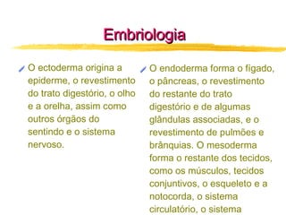 Embriologia O ectoderma origina a epiderme, o revestimento do trato digestório, o olho e a orelha, assim como outros órgãos do sentindo e o sistema nervoso.   O endoderma forma o fígado, o pâncreas, o revestimento do restante do trato digestório e de algumas glândulas associadas, e o revestimento de pulmões e brânquias. O mesoderma forma o restante dos tecidos, como os músculos, tecidos conjuntivos, o esqueleto e a notocorda, o sistema circulatório, o sistema urogenital e o celoma. O mesoderma é o ultimo tecido a se formar. 