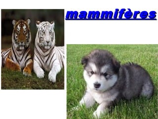 mammifères
 