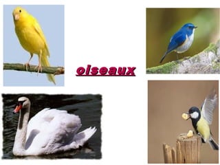 oiseaux
 