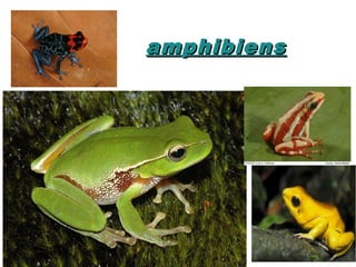 amphibiens
 