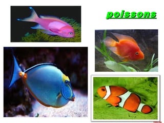 poissons
 