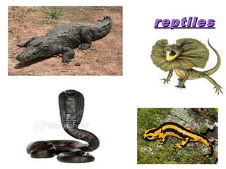 reptiles
 